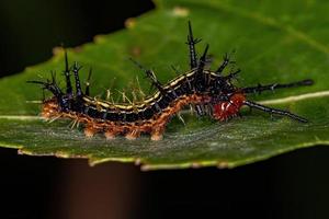 larva de mariposa pequena foto