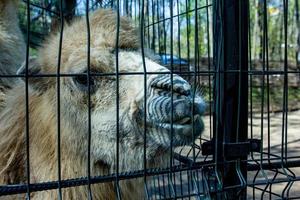 grande camelo no zoológico. foto
