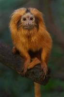 mico-leão-dourado foto
