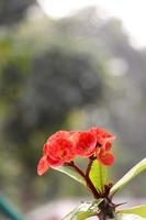 flor vermelha com fundo foto