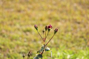 flor rosa vermelha com fundo foto