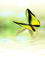 linda borboleta real multicolorida voando sobre um fundo verde