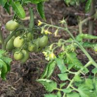 tomates verdes frescos em um galho no jardim foto