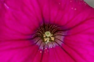 flores cor de rosa brilhantes de penutia sobre um fundo verde em uma fotografia macro de dia ensolarado. foto