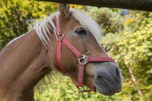 cavalo marrom no campo, retrato de cavalo marrom. foto