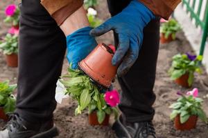 trabalha no jardim e no canteiro de flores - plantando flores de petúnia de vasos temporários no chão foto