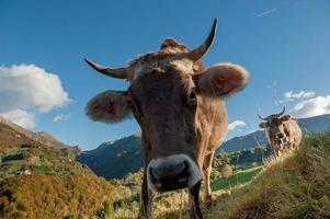 vaca pastando na fazenda orgânica foto