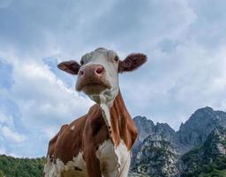 vaca pastando na fazenda orgânica foto