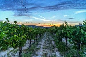 nascer do sol da região vinícola do arizona foto