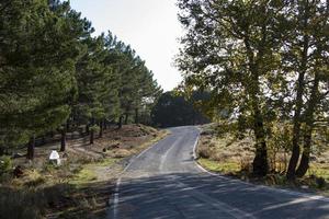 estrada de asfalto vazia com curvas pela floresta. vista fantástica do monte kaz. natureza verde folha planta fundo estrada árvores. foto