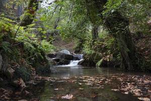 folhas caídas na cachoeira rochosa. o riacho rochoso alimenta ao longo do rio. cachoeira na floresta. bela floresta e paisagem fluvial. foto