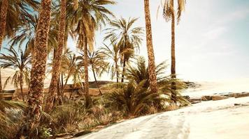 palmeiras e as dunas de areia em oásis foto