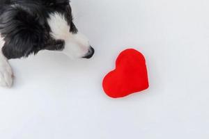 retrato de estúdio engraçado do cachorrinho fofo border collie com coração vermelho isolado no fundo branco foto