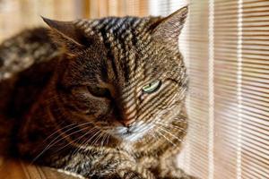 engraçado retrato arrogante gato malhado doméstico de cabelos curtos relaxante perto de cortinas de janela em casa dentro de casa. gatinho adorável membro da família brincando em casa. saúde de cuidados com animais de estimação e conceito animal. foto