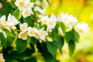 lindas flores de jasmim branco na primavera. fundo com arbusto de jasmim florido. jardim ou parque de florescência de primavera floral natural inspirador. design de arte de flores. conceito de aromaterapia. foto