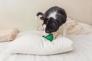 retrato engraçado de cachorrinho fofo border collie deitado no cobertor de travesseiro na cama e brincando com bola de brinquedo verde foto