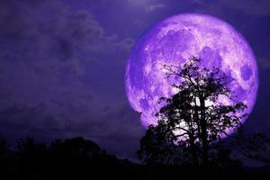 lua de morango super roxa de volta na nuvem e árvore no campo e céu noturno foto
