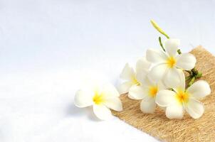 flores de plumeria tropicais brancas em fundo branco e copie o espaço para o seu texto foto