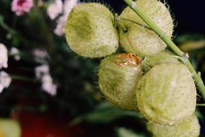 um par de alianças de casamento na flor foto