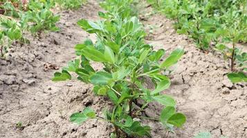 cultivo de amendoim orgânico, arbustos de amendoim ao ar livre crescem no chão da horta. árvore de amendoim em plantações agrícolas foto