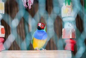 pássaro doméstico brilhante em amarelo, azul e verde. um papagaio em uma gaiola senta-se em um balanço de brinquedo de madeira foto