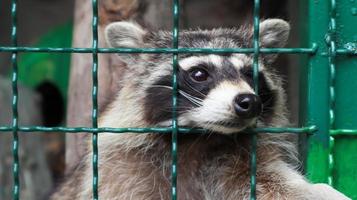 um guaxinim em uma gaiola em um zoológico está examinando a grelha. retrato de um guaxinim olhando para a câmera sem tocar nos olhos. gênero de mamíferos predadores da família dos guaxinins. habitantes da américa. foto