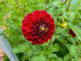 close-up de flor fofa vermelha no jardim. foto