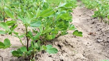 cultivo de amendoim orgânico, arbustos de amendoim ao ar livre crescem no chão da horta. árvore de amendoim em plantações agrícolas foto