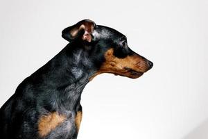 retrato de close-up de cachorro pinscher miniatura com doença de sintoma - displasia folicular ou padrão de alopecia foto