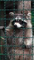 um guaxinim em uma gaiola em um zoológico está examinando a grelha. retrato de um guaxinim olhando para a câmera sem tocar nos olhos. gênero de mamíferos predadores da família dos guaxinins. habitantes da américa. foto