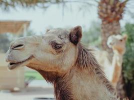 retrato de dois camelos - preto e branco foto