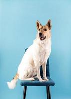 retrato de cachorro fofo de raça misturada em fundo azul foto