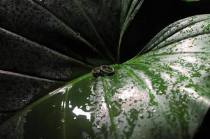 um par de alianças de casamento na folha verde foto