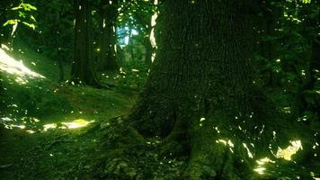 luzes de vaga-lume de fantasia na floresta mágica foto