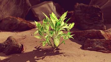 planta verde na praia de areia foto