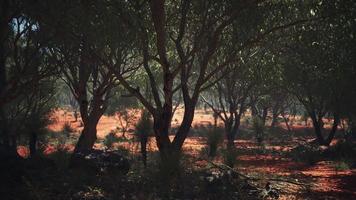 arbusto de areia vermelha com árvores foto
