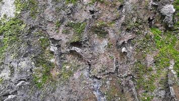 papel de parede ao ar livre textura áspera de pedra musgosa foto