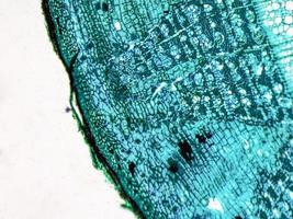 micrografia de haste de tília foto