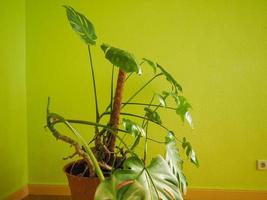 planta ceriman monstera deliciosa foto