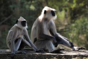 animais selvagens na floresta foto