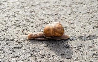 grande caracol de jardim com concha rastejando em estrada molhada foto