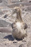 bebê albatroz galápagos sentado foto