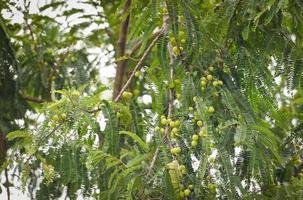 groselhas indianas ou fruta amla na árvore com folha verde - phyllanthus emblica árvore de groselha indiana tradicional para medicamentos fitoterápicos ayurvédicos e lanche foto