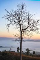 nevoeiro paisagem floresta de manhã lindo amanhecer névoa cobrir fundo de montanha com árvore no inverno rural. foto