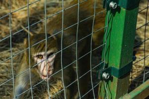 o macaco no zoológico pensou. foto