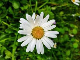 close-up de flor de camomila branca em nosso jardim foto