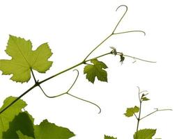 planta de videira vitis vinifera foto