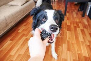 retrato engraçado de bonitinho smilling cachorrinho border collie segurando a bola de brinquedo na boca. novo membro adorável da família cachorrinho em casa brincando com o dono. conceito de cuidados e animais de estimação. foto