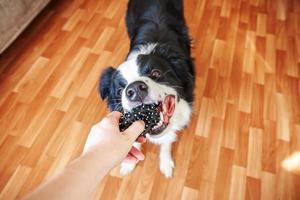 retrato engraçado de bonitinho smilling cachorrinho border collie segurando a bola de brinquedo na boca. novo membro adorável da família cachorrinho em casa brincando com o dono. conceito de cuidados e animais de estimação. foto