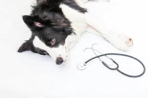 cachorrinho border collie e estetoscópio isolado no fundo branco. cachorrinho na recepção no médico veterinário na clínica veterinária. cuidados de saúde para animais de estimação e conceito de animais. foto